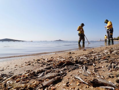 Operarios retiran del mar los peces muertos que han aparecido por quinto día consecutivo este viernes en las playas del Mar Menor.