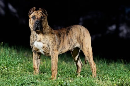 Un perro de presa canario