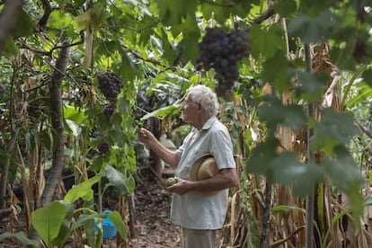 Cada día Juan Antón Mora recoge la fruta y las verduras que ya están maduras.