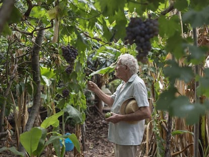 Cada día Juan Antón Mora recoge la fruta y las verduras que ya están maduras.