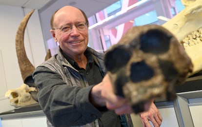 Tim White holds the skull of an African hominid in the National Research Center for Human Evolution in Burgos, Spain.