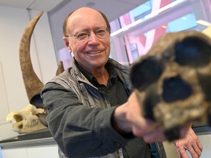 Tim White muestra una réplica de un cráneo de homínido africano en el Centro Nacional de Investigación sobre la Evolución Humana, en Burgos.