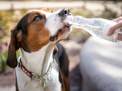 Perros calor verano