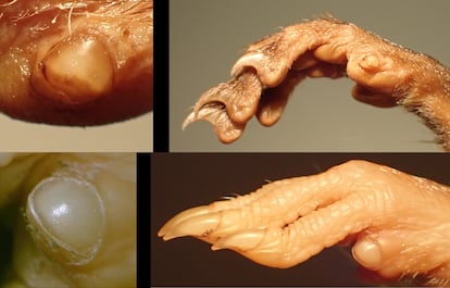 Nagetiernägel Rodentia