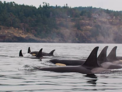 Família de orcas sedentárias da costa oeste dos EUA incluídas no estudo.