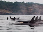 Familia de orcas sedentarias de la costa oeste de EE UU incluidas en el estudio.