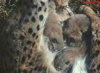 Mueren las dos crías de lince nacidas en cautividad en Doñana.