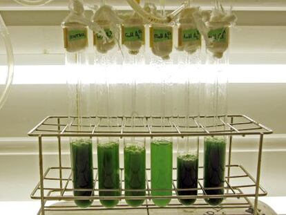 Investigación sobre biocombustibles en un laboratorio del Consejo Superior de Investigaciones Científicas (CSIC).