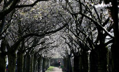 Un hombre corre bajo árboles de cerezo en flor en Berlín, Alemania.