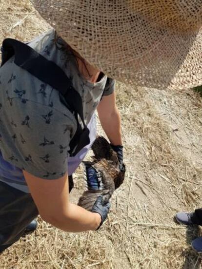 Una de las aves muertas recogidas en el Tancat de la Pipa.