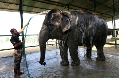 Un elefante disfruta de un baño matinal en el Hospital de Elefantes Wildlife SOS en Mathura, Uttar Pradesh (India). La ONG Wildlife SOS se encarga del rescate, protección y cuidados a los elefantes que llegan al centro heridos o maltratados.