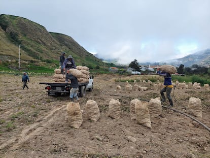 Agricultores de papa en un páramo cercano a la ciudad de Mérida (Venezuela), en octubre de 2022.