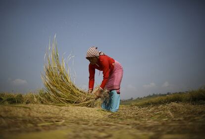 Una campesina recoge arroz en los campos de Lalitpur, en Nepal. La agricultura es uno de los principales motores económicos del país; emplea al 80% de la población y proporciona el 37% del PIB.