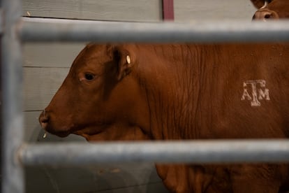 Ganado en Texas, en marzo de 2025.