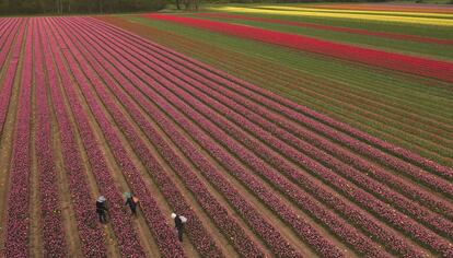 Una vista de un campo de tulipanes en flor, Kings Lynn, Norfolk (Reino Unido).