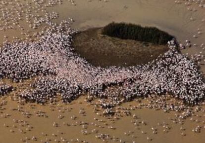 Colonia de reproducci&oacute;n de flamencos en el parque nacional. Algunos a&ntilde;os cr&iacute;an hasta 20.000 parejas en los islotes de las marismas.