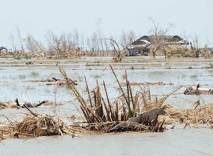 Víctimas del ciclón flotan en un campo inundado en Labutta, localidad del delta del Irrawaddy.