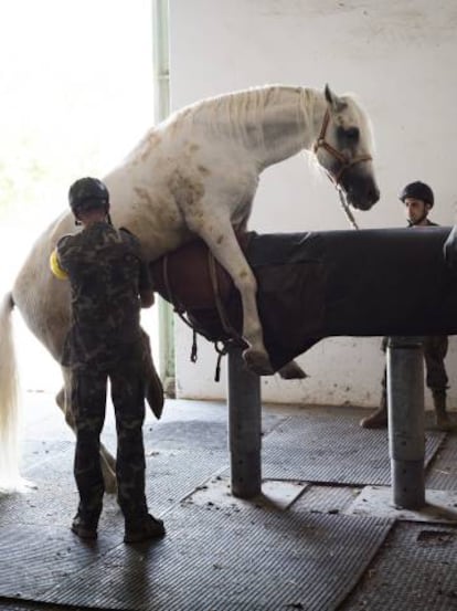 Operación para extraer semen de Teide. Las muestras serán enviadas en 48 horas a un ganadero de Girona.