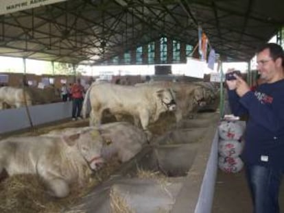 Vacas en la Feria Internacional Ganadera de Zafra (Badajoz). EFE/Archivo