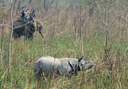 Cinco rinocerontes (un macho y cuatro hembras) serán liberados en el Parque Nacional de Nepal durante la próxima semana con la esperanza de establecer un nuevo grupo de cría.