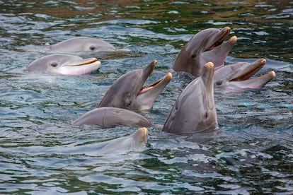 Eight dolphins on the surface of the water. 