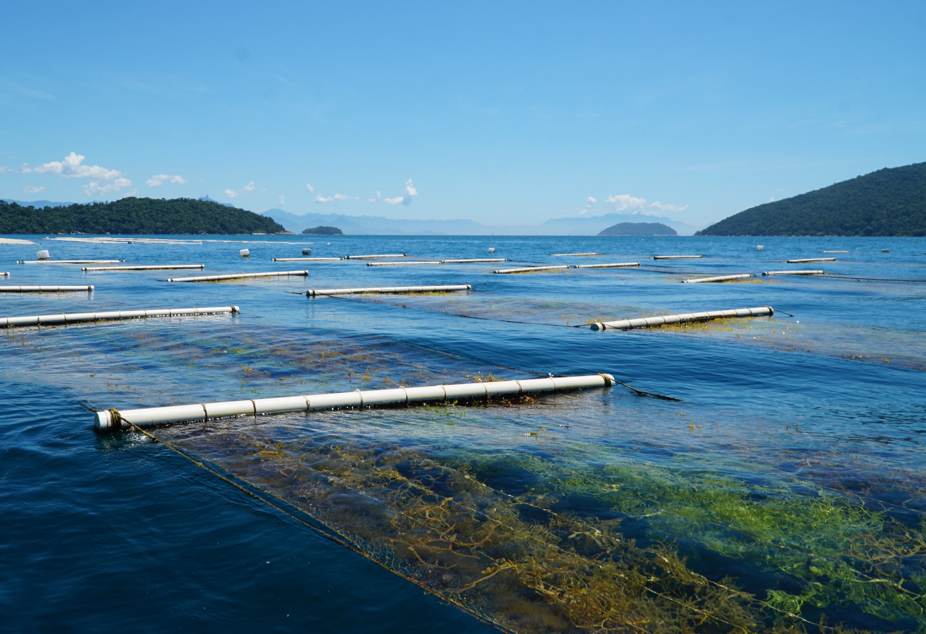 Los mayores cultivadores de 'Kappaphycus' en Latinoamérica son Venezuela y Brasil, países de aguas cálidas.