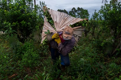 Un trabajador carga un raído, una bolsa de yerba recién cortada que aguanta hasta 100 kilos durante una jornada de trabajo.
