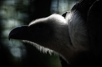 Se estima que cada 24 horas, la cantidad de especies de flora y fauna que desaparece en la Tierra ronda entre las 150-200. La imagen muestra un retrato a contraluz de un buitre en el zoo de París (Francia).