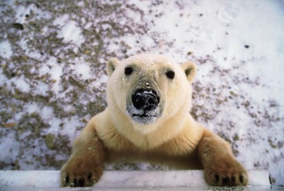 Ver a un oso polar de cerca asusta. De repente, se olvidan los dos largos días de tren que se tarda en llegar al interior de la tundra, hasta el mismo borde de la bahía de Hudson. Estamos en Churchill (Manitoba), una localidad solitaria en medio de la ruta migratoria de los osos blancos. De finales de septiembre a comienzos de noviembre, los 'buggies' se ponen en marcha en busca de estos feroces animales y a veces se acercan tanto que los visitantes sienten un escalofrío de emoción. Los osos polares, los esturiones y la majestuosidad antártica son los grandes atractivos de este lugar a orillas de la bahía. Se desaconseja la exploración de los alrededores por libre: los guías locales son expertos en fauna salvaje y cuentan con la experiencia necesaria para explorar la zona. El verano permite además nadar entre ballenas beluga, la otra gran atracción de Churchil.