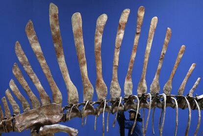 Últimos retoques a un esqueleto de Spinosurus que será expuesto en el Museo Nacional de Ciencia y Naturaleza de Tokio (Japón).