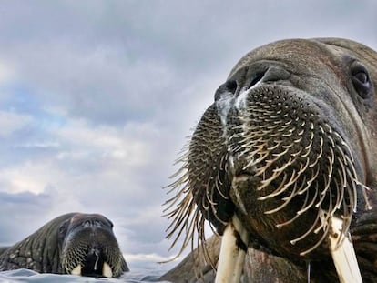 La fotografía, el mejor aliado de la naturaleza