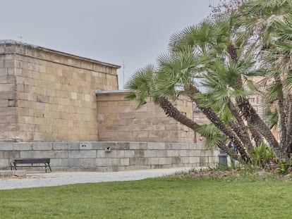 Palmito en los alrededores del templo de Debod. / ANTONELLO DELLANOTTE