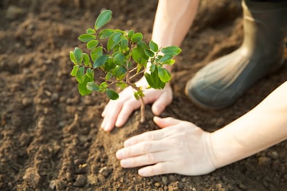 Junto a la reforestación de las cuatro hectáreas en Castrocontrigo, se realizarán campañas de concienciación sobre la importancia de proteger y cuidar el patrimonio forestal para las futuras generaciones.