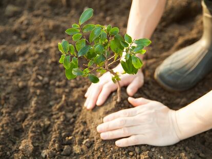 Junto a la reforestación de las cuatro hectáreas en Castrocontrigo, se realizarán campañas de concienciación sobre la importancia de proteger y cuidar el patrimonio forestal para las futuras generaciones.