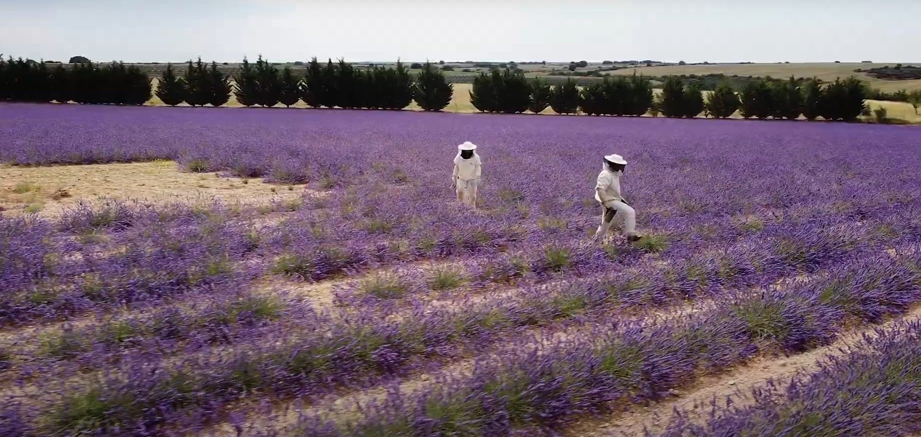 Apicultores en campos de lavanda en  Brihuega, Guadalajara.
