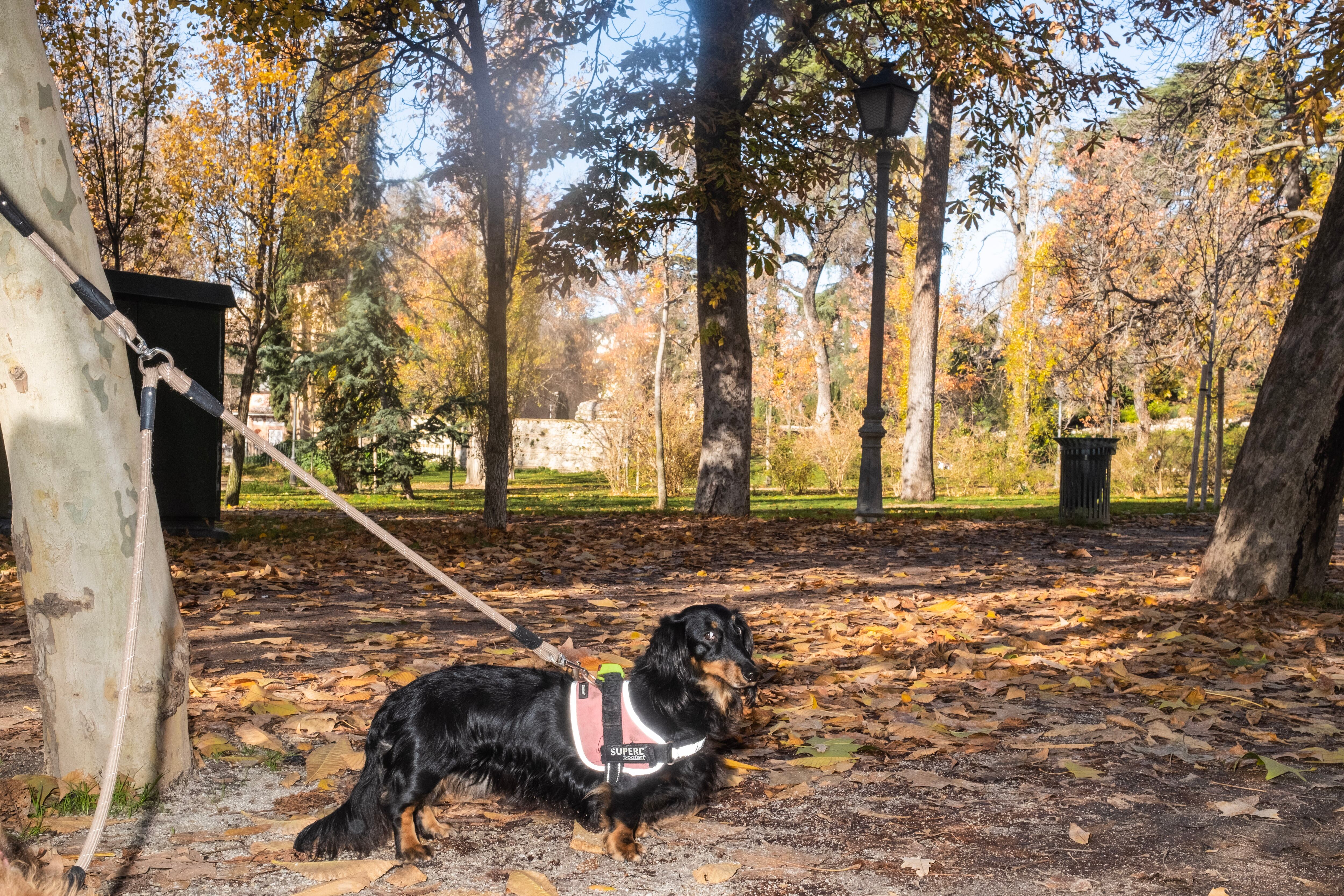 'Máximo', un teckel, en un parque del centro de Madrid. 