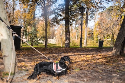 'Máximo', un teckel, en un parque del centro de Madrid. 
