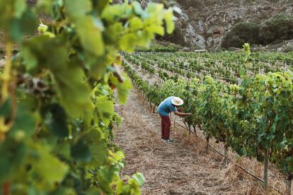 El 95% de la bodega ALDI es española, con el fin de dar prioridad a la producción de cercanía. Cuatro de cada diez marcas están certificadas, en proceso de certificarse o están interesadas en obtener más información sobre la certificación medioambiental Sustainable Wineries for Climate Protection.