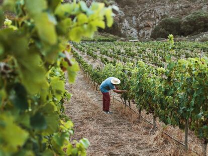 El 95% de la bodega ALDI es española, con el fin de dar prioridad a la producción de cercanía. Cuatro de cada diez marcas están certificadas, en proceso de certificarse o están interesadas en obtener más información sobre la certificación medioambiental Sustainable Wineries for Climate Protection.