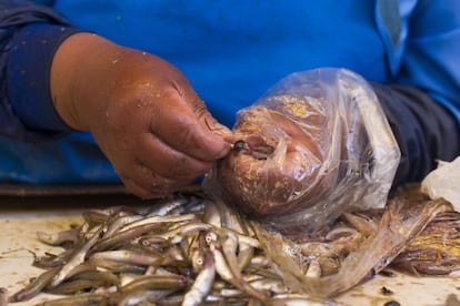 Una vendedora de pescado limpia varios ejemplares de ispi, otra especie nativa, la única que anda en cardumen y que ha sido igualmente impactada, pero aún se encuentra en los mercados.