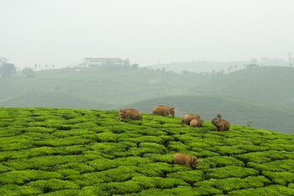 Los elefantes tienen que pasar por el altiplano de Valparai, lleno de plantaciones de té, para ir de un bosque a otro.