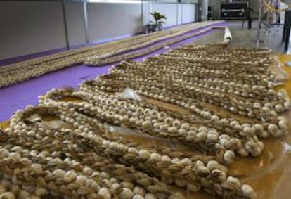 Un vecino de Las Pedroñeras (Cuenca) ha elaborado esta ristra de ajos la más larga del mundo en el marco de la XLI Feria Internacional del Ajo que se celebra desde el viernes y hasta hoy en la cuna del ajo morado.