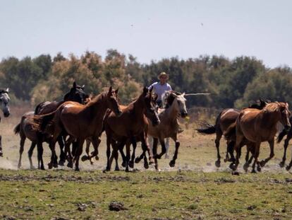 Ganaderos reúnen a varios animales en Doñana.