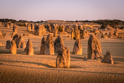 Oeste de Australia. Una ruta solitaria por un espacio superlativo. Australia occidental es uno de los rincones del planeta más tranquilos y menos poblados del planeta. Abarca un área enorme con muchas posibilidades para la aventura al volante: tiene más territorio que Gran Bretaña, Francia, Italia, España y Alemania juntas, aunque alberga a menos del 1% de la población de todos estos países. Esto no significa que esté vacío. En este territorio hay árboles tan altos como rascacielos, monolitos enormes, playas interminables, cráteres tan anchos como provincias, desfiladeros profundos e inmensos lagos. Su capital es Perth, una ciudad grande y verde, rodeada por espesos bosques y junto a una costa virgen. Algunas novedades en la ciudad son el nuevo museo de arte aborigen (WA Museum Boola Bardip) o los restaurantes en la orilla sur del plácido río Swan. La ruta por este territorio puede llevar a otros lugares clave, como Fremantle, la prima bohemia y algo desaliñada de Perth, con una antigua prisión declarada patrimonio mundial por la Unesco. O al Tuart Forest National Park, en Ludlow, con árboles de más de 400 años y 33 metros de altura. La naturaleza salvaje aguarda al viajero a una hora de trayecto en coche en dirección suroeste desde Margaret River, en el parque nacional Greater Beedelup. Uno podría andar durante días por este bosque protegido sin encontrarse con un alma a menos que siga la popular Bibbulmun Track, una ruta senderista de 1.000 kilómetros de longitud.