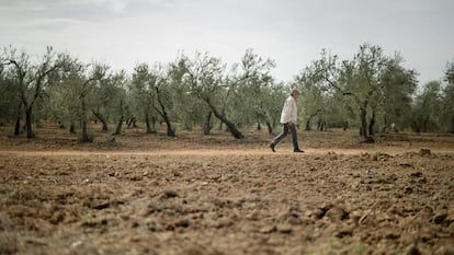 Un olivar en Sevilla agostado por la sequía en octubre.