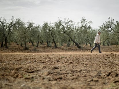 Un olivar en Sevilla agostado por la sequ&iacute;a en octubre.