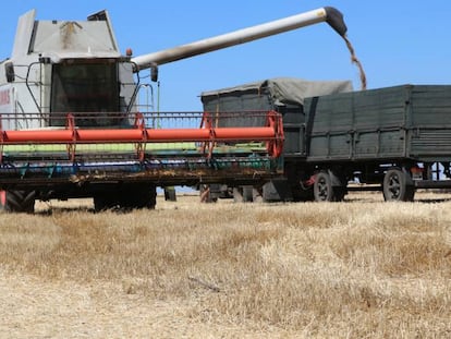 Maquinaria agrícola cosecha trigo cerca del pueblo de Krasnoarmiyske, en Ucrania.