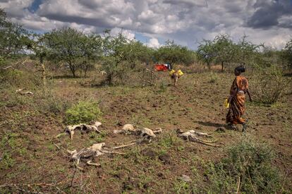 La movilidad de los pastores hacia el sur en busca de pasto y agua para evitar la muerte de su ganado también desencadena tensiones con las comunidades ya establecidas en esos lugares. Los recursos son escasos y no hay suficiente para compartir. En la imagen, una mujer que ha recogido agua con su burro, observa los cadáveres de unas cabras en descomposición, mientras camina hacia la tienda de campaña en la que vive.