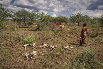 La movilidad de los pastores hacia el sur en busca de pasto y agua para evitar la muerte de su ganado también desencadena tensiones con las comunidades ya establecidas en esos lugares. Los recursos son escasos y no hay suficiente para compartir. En la imagen, una mujer que ha recogido agua con su burro, observa los cadáveres de unas cabras en descomposición, mientras camina hacia la tienda de campaña en la que vive.