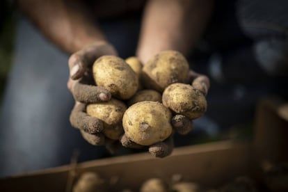 Las patatas de costa de navazo, regadas con agua salobre y cultivadas con las técnicas artesanales que aprendió de su padre.